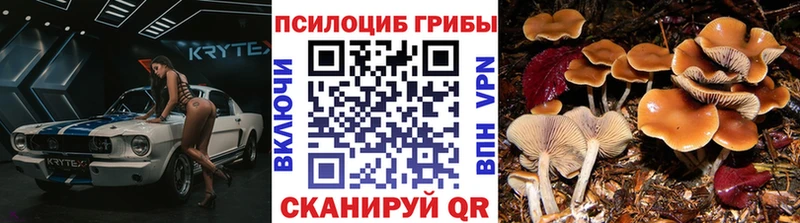 Купить закладки  Старица  Галлюциногенные грибы мицелий 